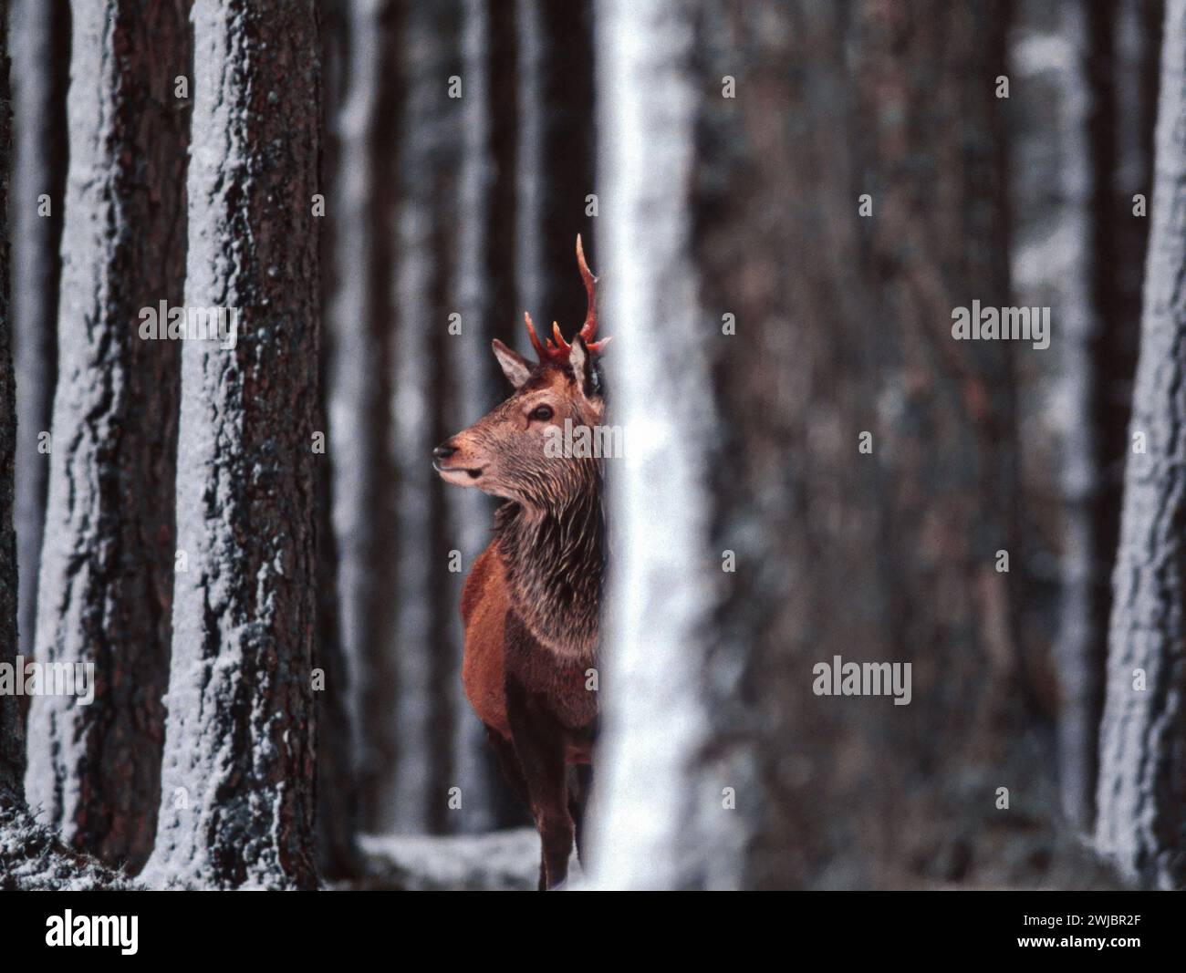 Cervo Cervus elaphus che si rifugia dietro i pini scozzesi in una tempesta di neve a Cairngorms, Scozia Foto Stock