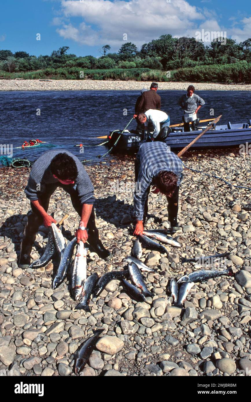 Reti di salmone River Spey Scotland due netsmen con la loro cattura di salmone e trota di mare Foto Stock