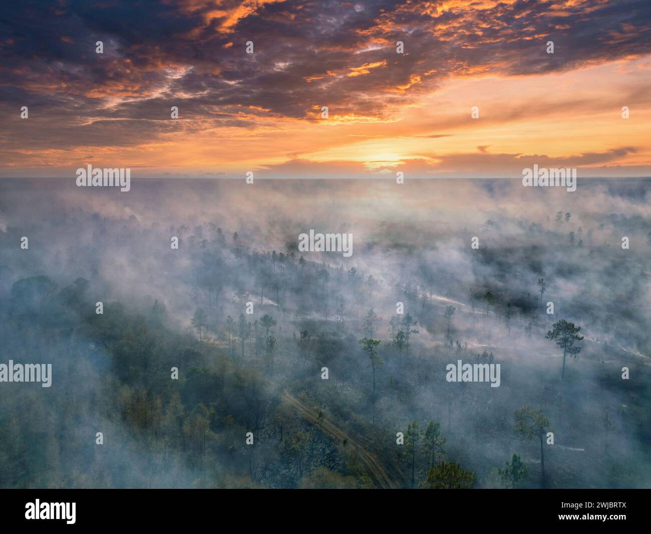 Alba che proietta un bagliore dorato tra gli alberi in una tranquilla mattinata nebbiosa Foto Stock