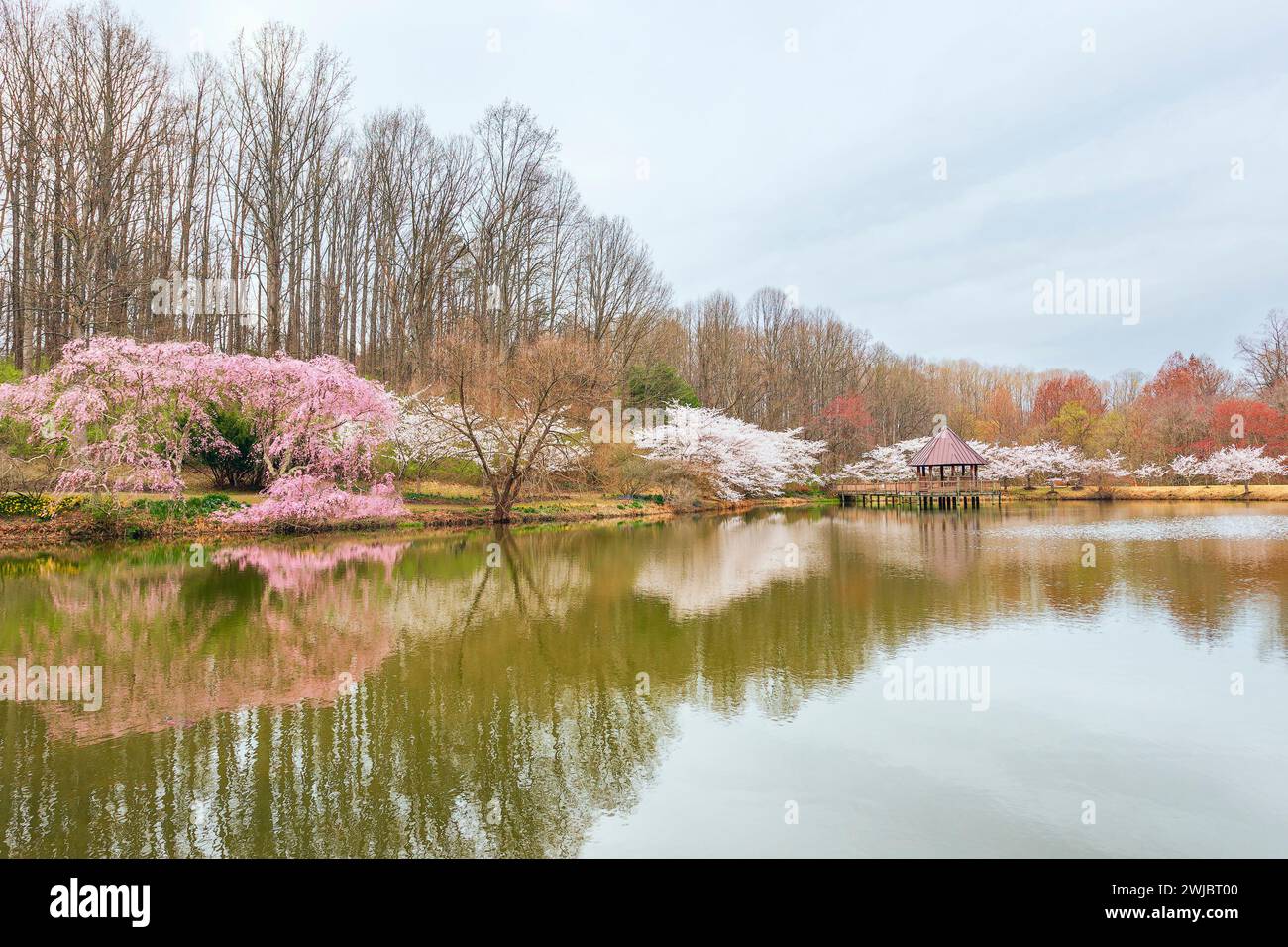 Vienna, Virginia, Stati Uniti - 07.31.2018 - fioritura dei ciliegi ai giardini botanici di Meadowlark. Laghetto con giardino e padiglione Foto Stock