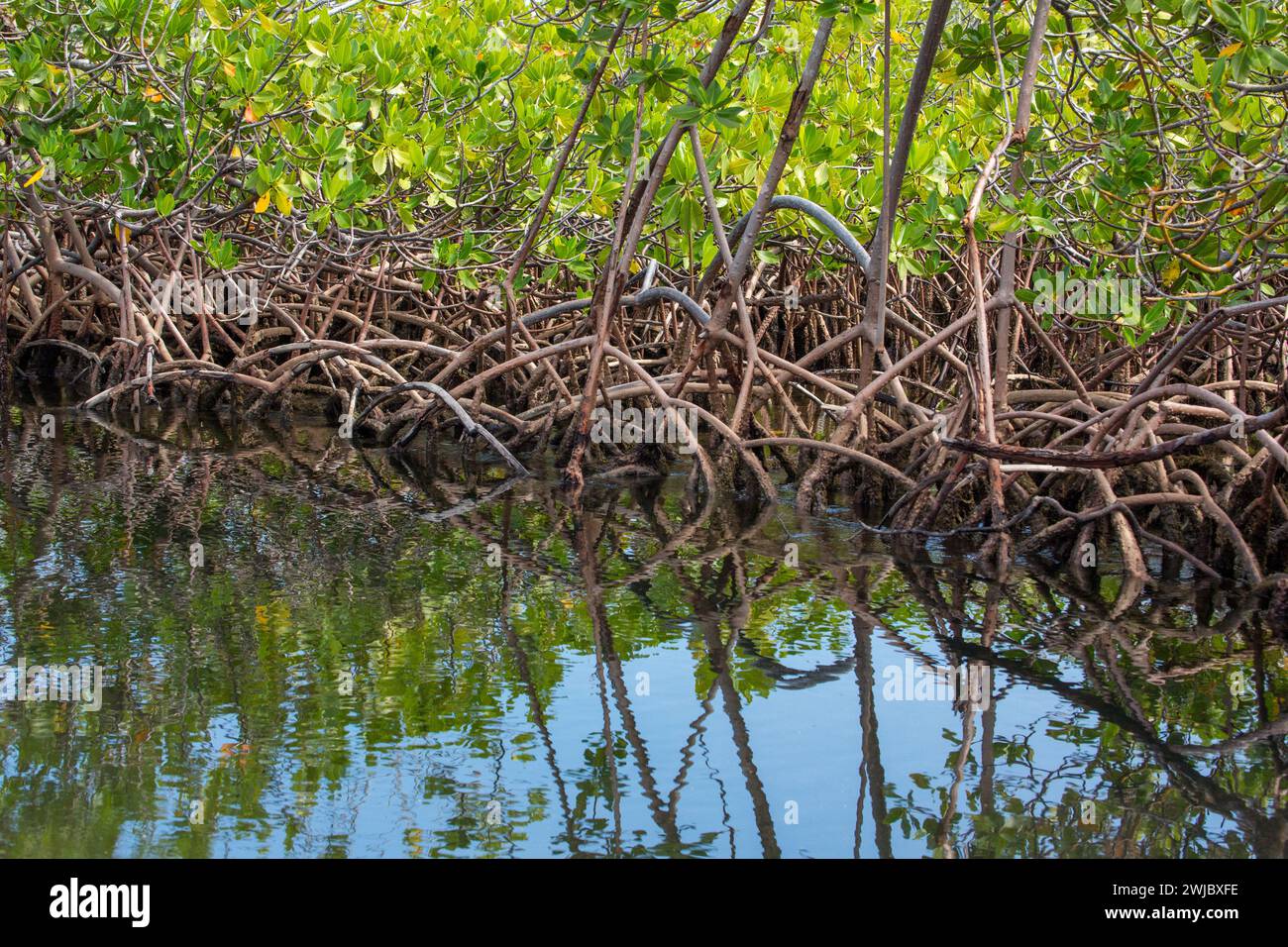 Radici aeree della mangrovia Rossa, Rhizophora Mangle, in una palude salata nel Parco Nazionale di Monte Cristi, Repubblica Dominicana. Foto Stock