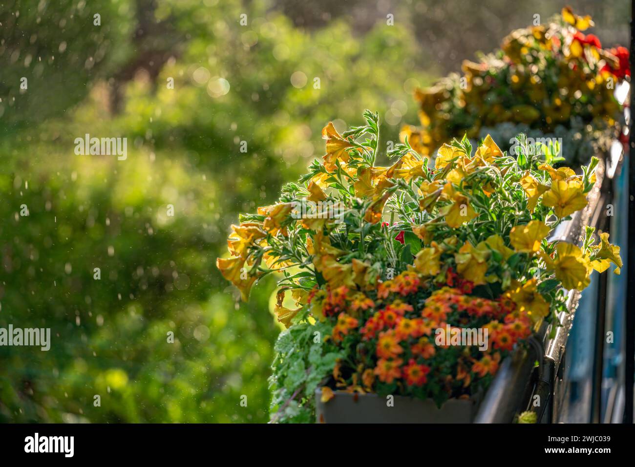 Primo piano con una bassa profondità di campo di fiori del balcone sotto la pioggia Foto Stock