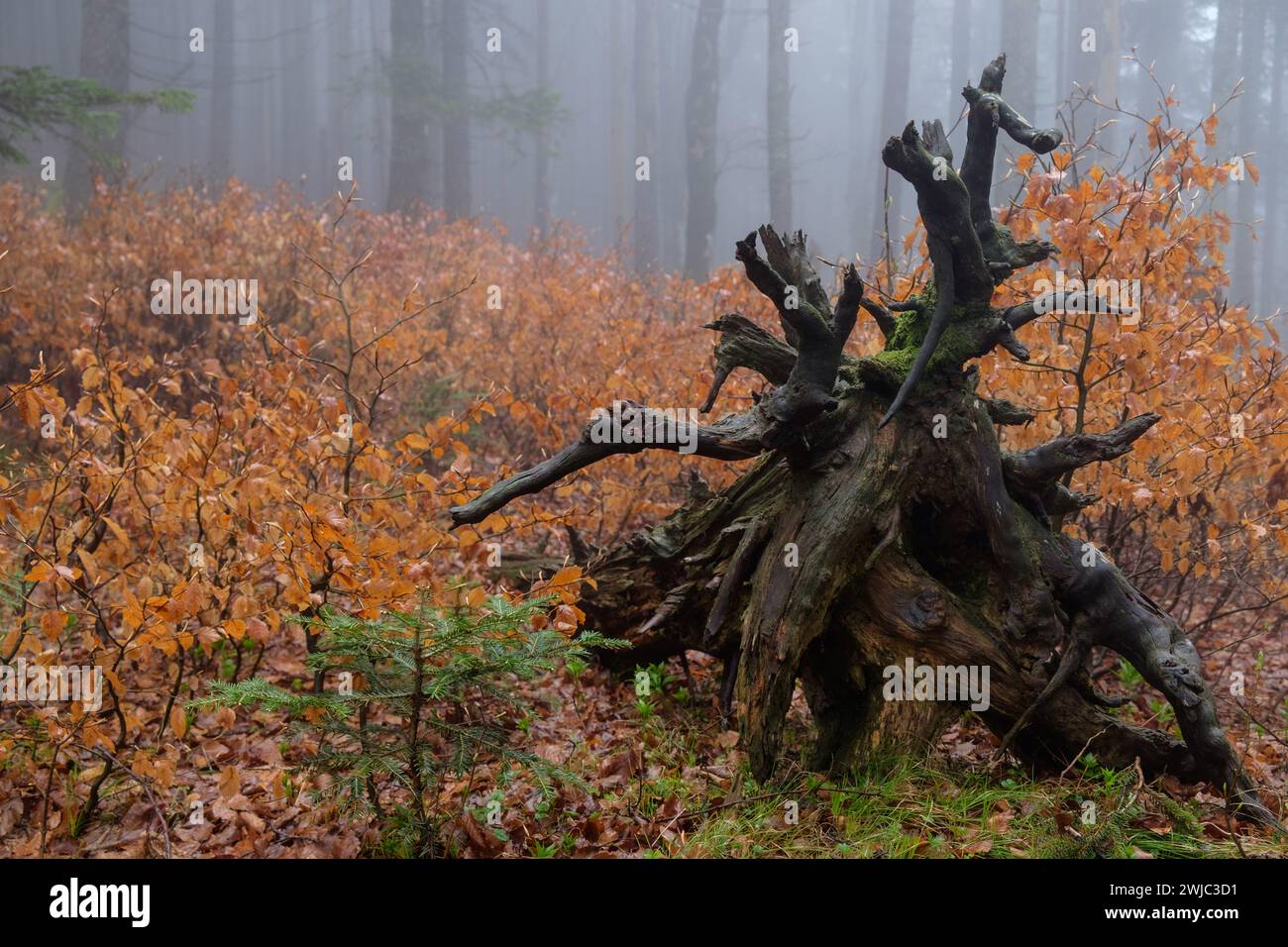 Abgestorbener Wurzelstock umgeben von jungen Bäumen Foto Stock