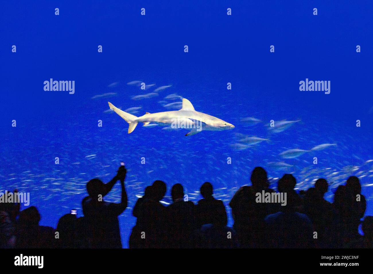 Monterey, USA - 26 luglio 2008: Persone che osservano uno squalo nell'acquario della baia di Monterey. Foto Stock