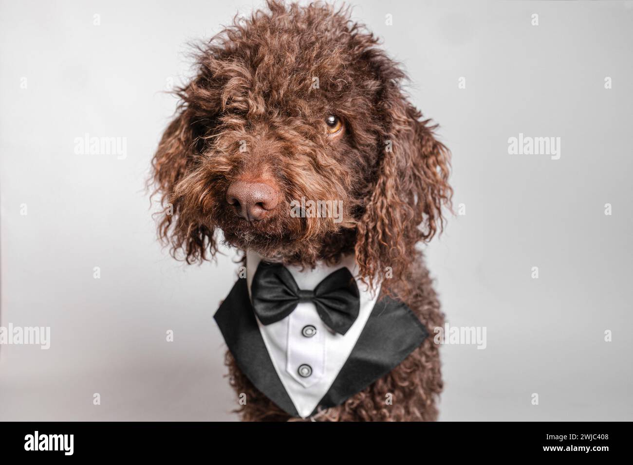 Primo piano di un cane andaluso turco con colletto e cravatta su sfondo bianco. Concetto di compleanno degli animali domestici Foto Stock