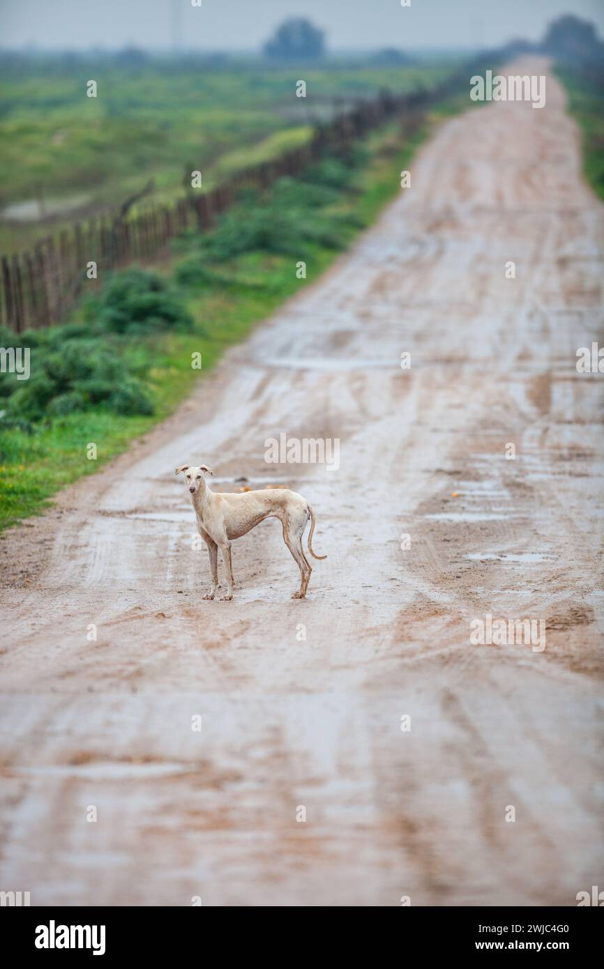 Un levriero spagnolo abbandonato su un sentiero desolato in Spagna Foto Stock