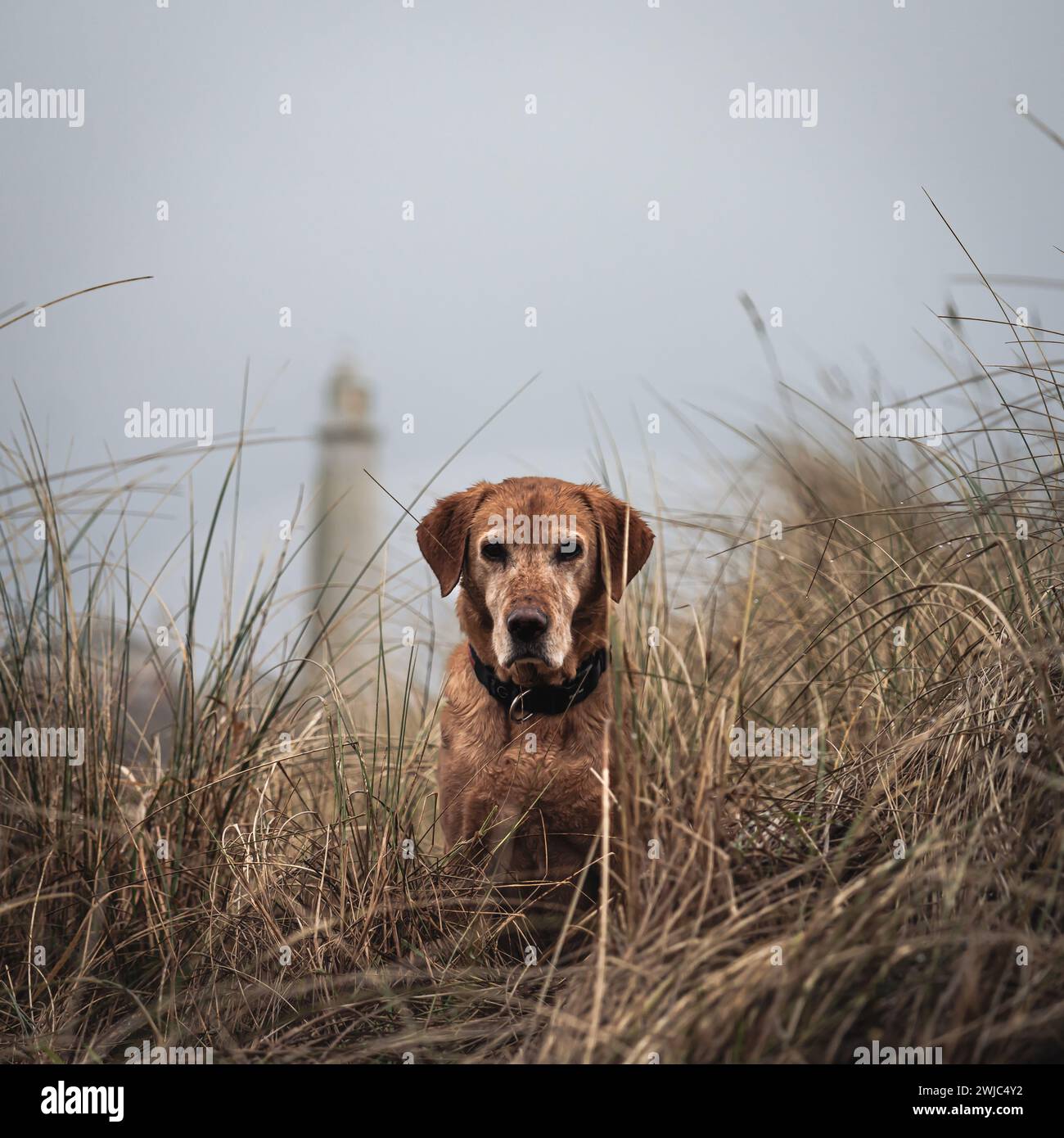 Un vecchio labrador rosso di volpe seduto di fronte alla macchina fotografica di fronte al faro di St Marys Whitley Bay in una giornata nebbiosa Foto Stock