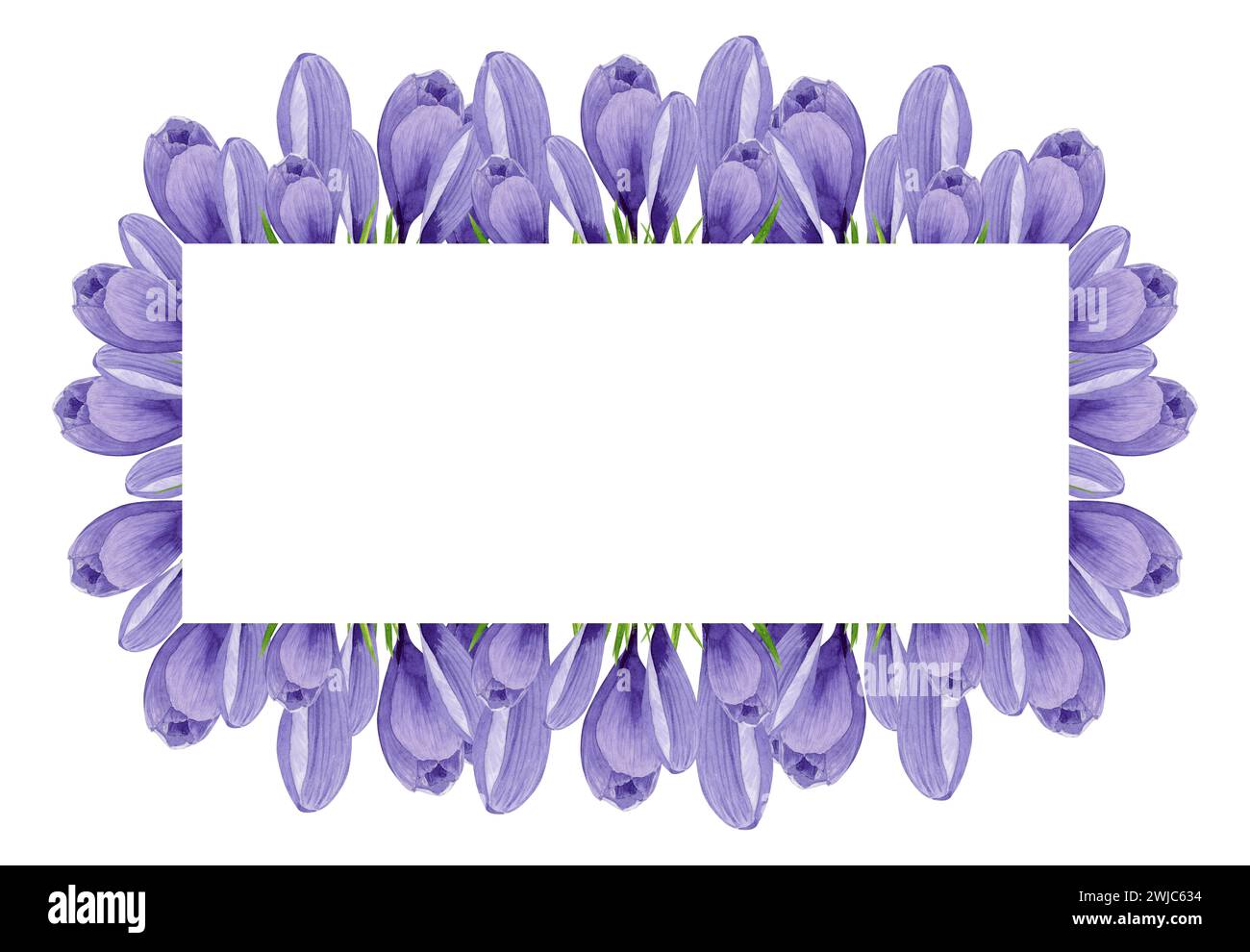 Cornice rettangolare con fiori a molla viola a croci. Illustrazione floreale ad acquerello dipinta a mano elemento di design per etichetta, logo, confezione, cartolina Foto Stock