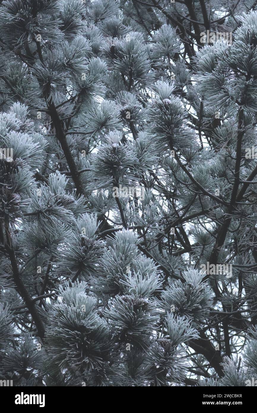 Un maestoso aviario arroccato sulla cima di un albero carico di neve Foto Stock