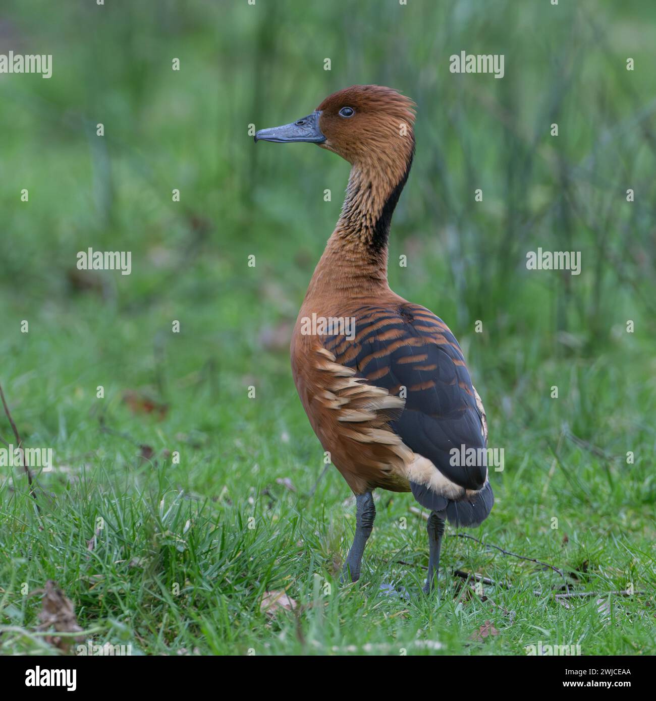 Sibilo Fulvous Duck Foto Stock