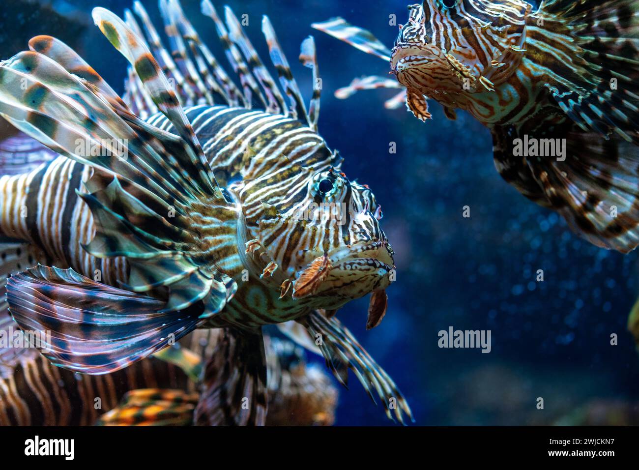 Pesci fuoco del diavolo o pesci leoni che nuotano nell'acquario. Foto Stock