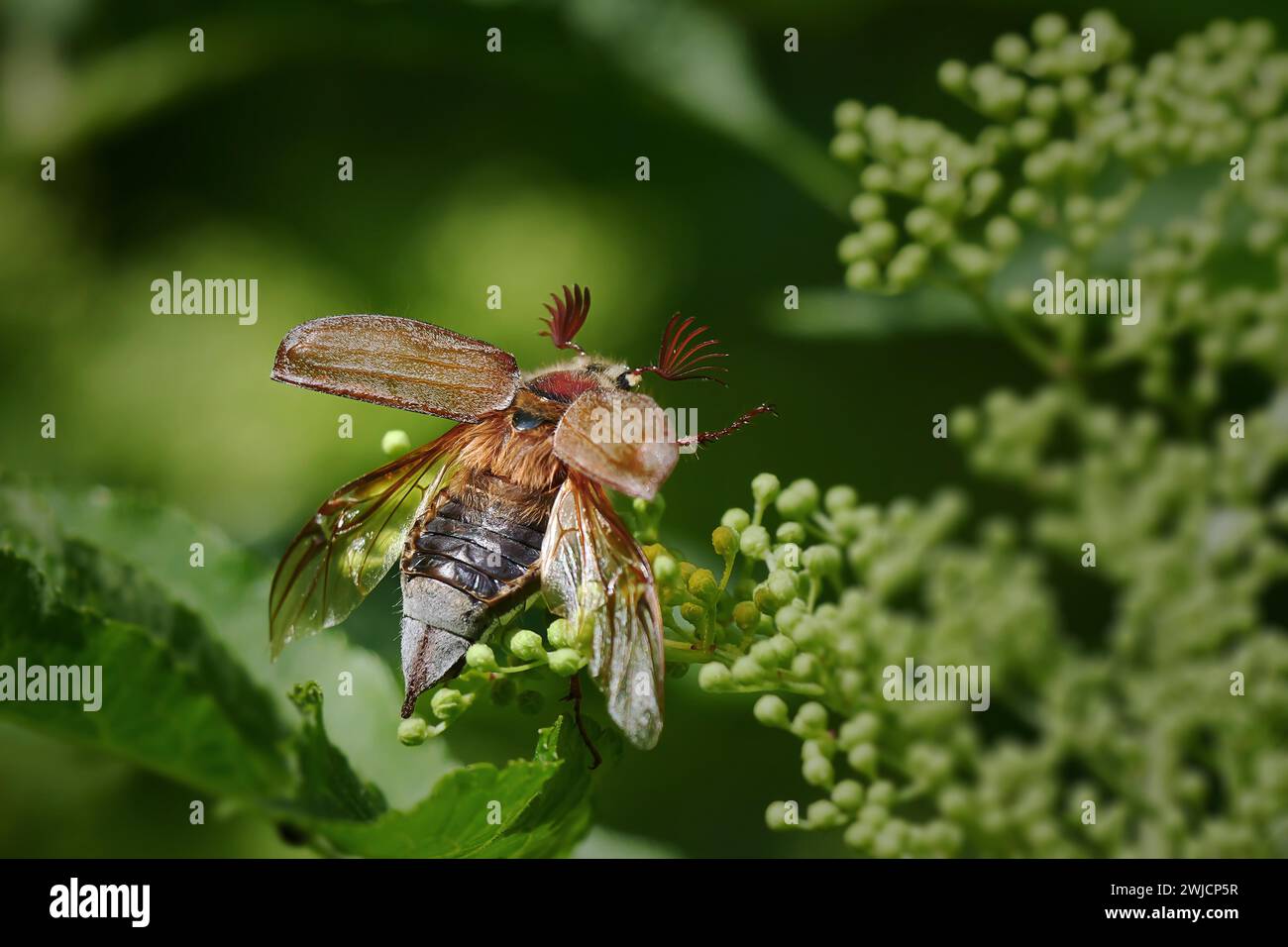 Cockchafer, cockchafer da campo (Melolontha melolontha), al decollo, Renania-Palatinato, Germania Foto Stock