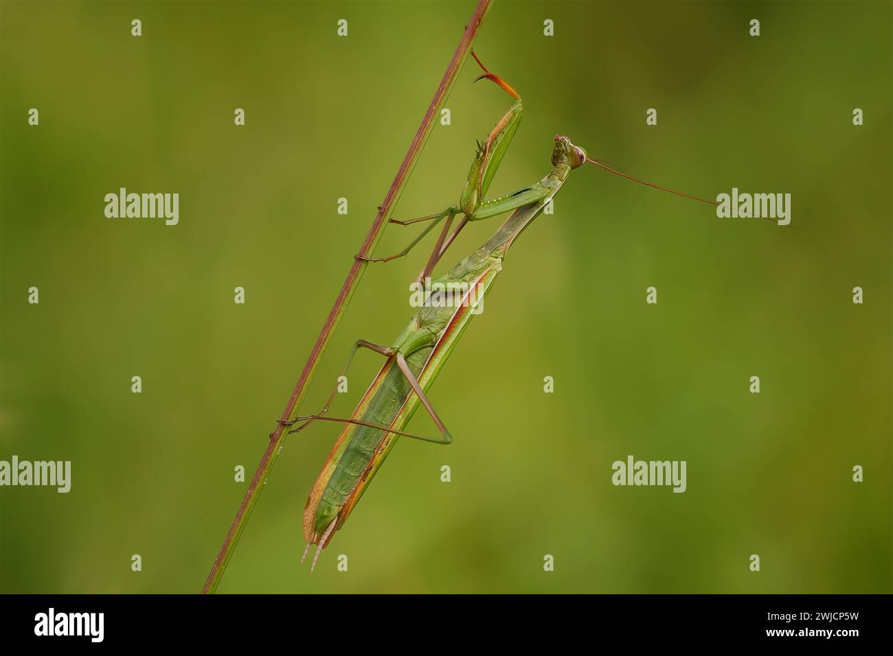 Primo piano di una mantide europea (Mantis religiosa), che tiene in braccio uno stelo, Kaiserstuhl, Germania Foto Stock