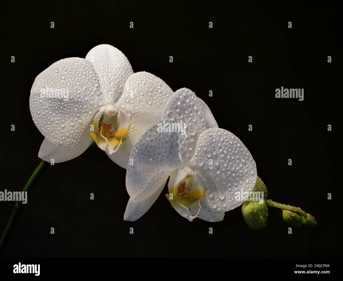 Orchidea, Phalaenopsis, primo piano, bianco con goccioline d'acqua, Renania-Palatinato, Germania Foto Stock