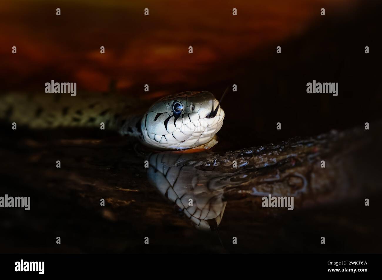 Serpente d'erba (Natrix natrix) con riflesso nell'acqua, Renania-Palatinato, Germania Foto Stock