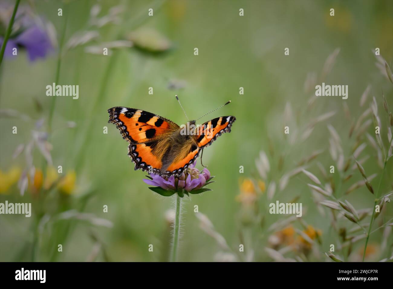 Piccolo guscio di tartaruga (Aglais urticae), seduto su un fiore di trifoglio in un prato, Renania-Palatinato, Germania Foto Stock