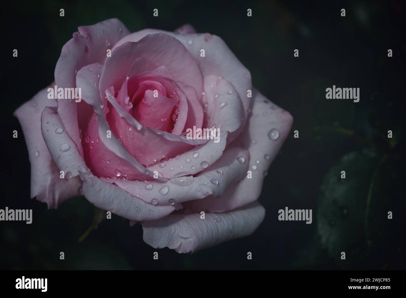 Rosa rosa, cultivar rosa, con gocce d'acqua dopo una doccia a pioggia, primo piano, Renania-Palatinato, Germania Foto Stock