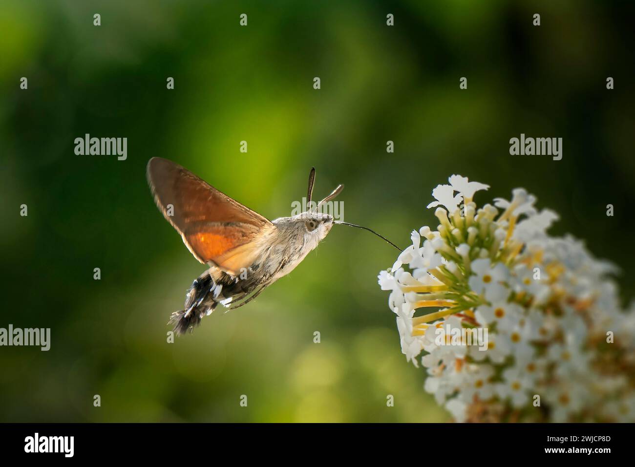 Hummingbird falco-falena (Macroglossum stellatarum), nutrendosi di un lilla bianca estiva (Buddleja davidii), Renania-Palatinato, Germania Foto Stock