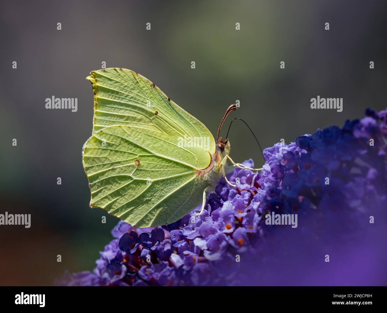 Brimstone (Gonepteryx rhamni), seduta su un lilla viola (Buddleja davidii), primo piano, Renania-Palatinato, Germania Foto Stock