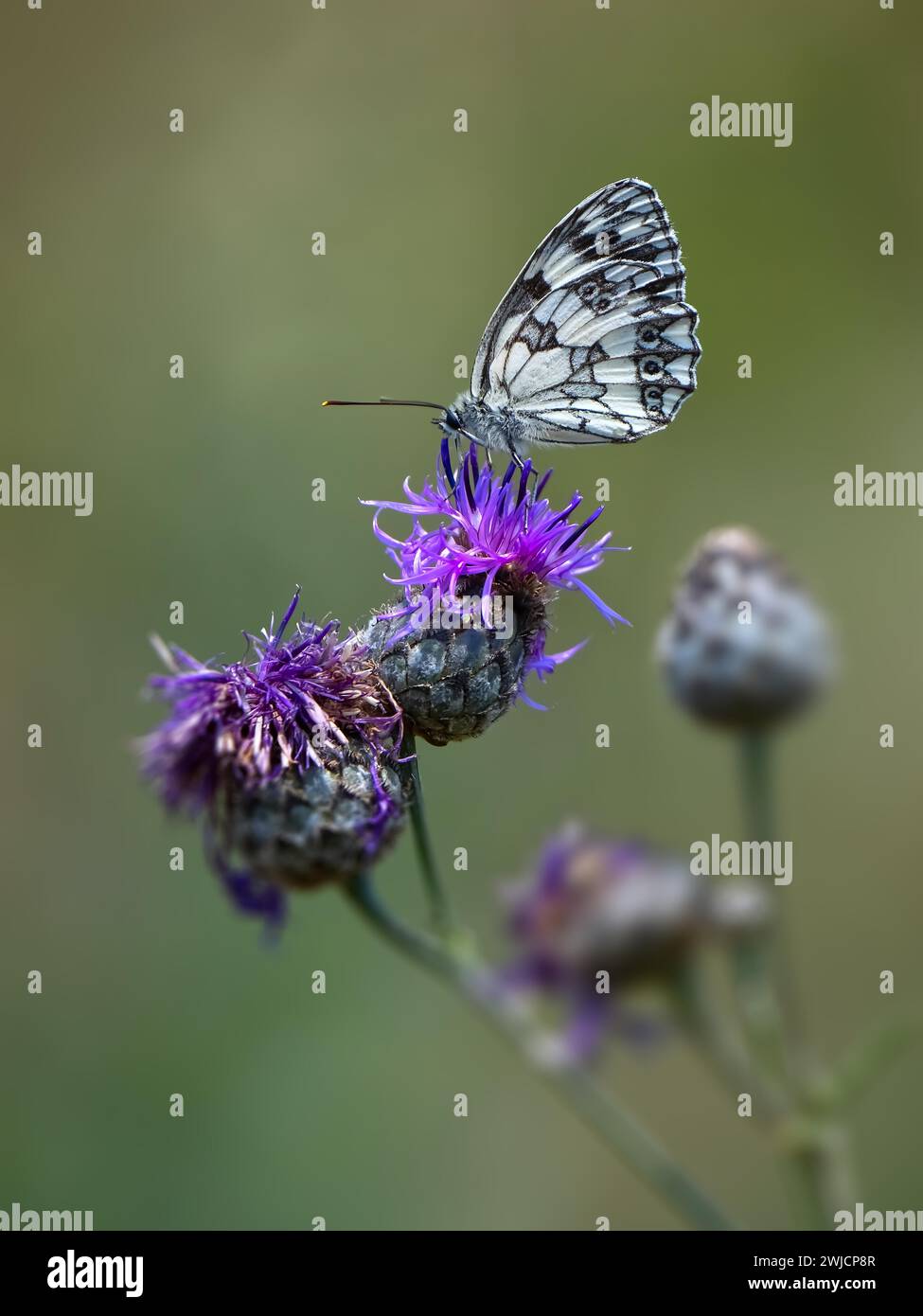 Bianco marmorizzato (Melanargia galathea), adagiato su un knapweed di montagna, riserva naturale, Badberg, Kaiserstuhl, Baden-Wuerttemberg, Germania Foto Stock