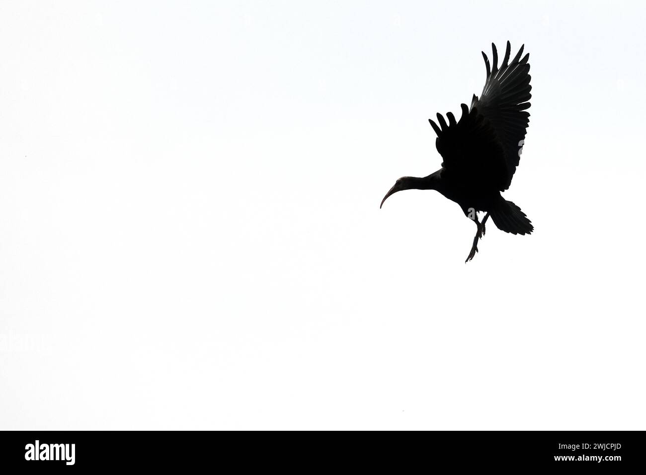 Northern Bald Ibis (Geronticus eremita), silhouette, avvicinamento di uccelli adulti, Burghausen, alta Baviera, Baviera, Germania Foto Stock
