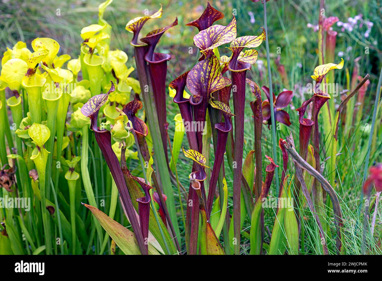 Caraffe trombe (Sarracenia), Giardino Botanico, Erlangen, Franconia media, Baviera, Germania Foto Stock