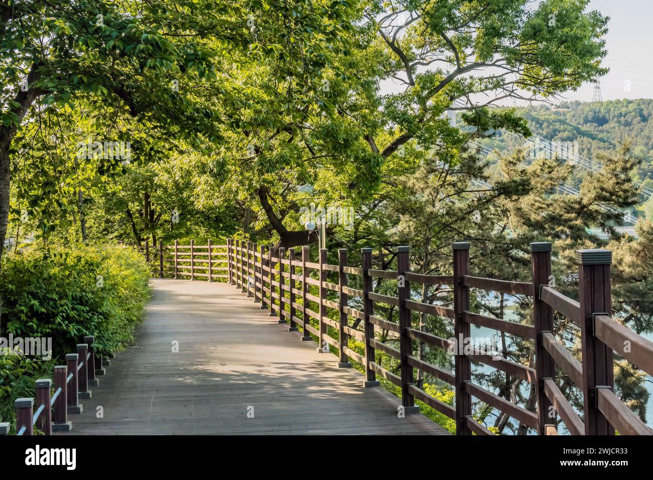 Passerella soleggiata fiancheggiata da alberi lussureggianti e una recinzione in legno che conduce attraverso una tranquilla area della Corea del Sud Foto Stock