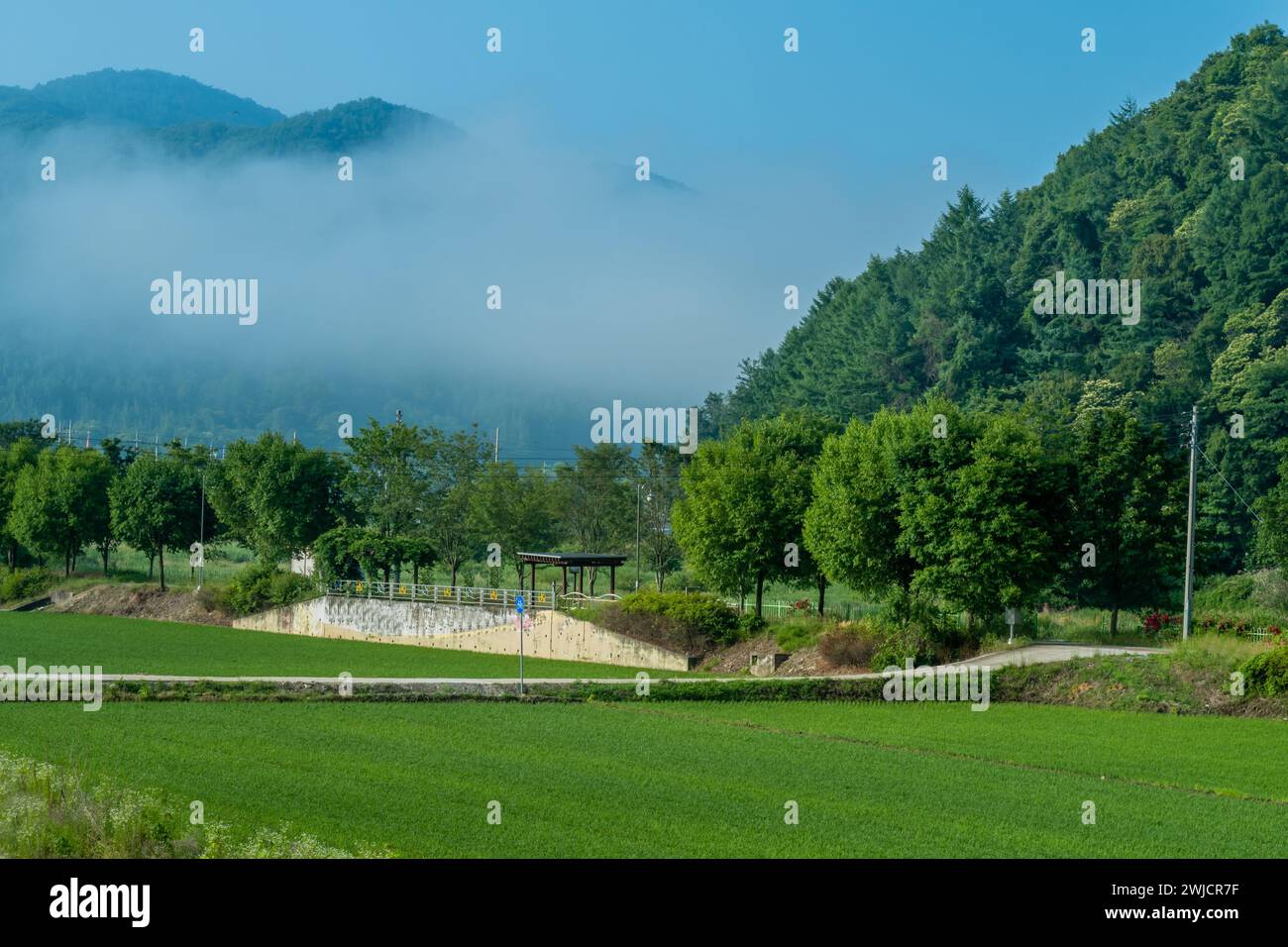 Nebbia mattutina a livello del terreno nel parco della valle con campi verdi in primo piano in Corea del Sud Foto Stock
