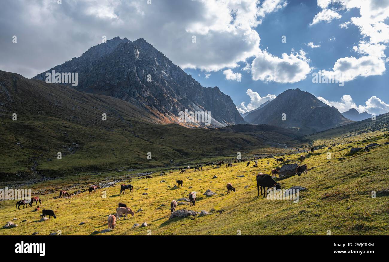 Mucche in una valle di montagna nei monti Tien Shan, vicino ad Altyn Arashan, Kirghizistan Foto Stock