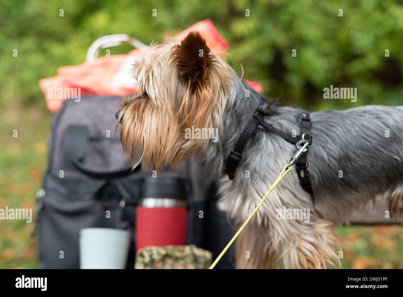 Yorkshire Terrier con uno zaino e una tazza di tè. Foto Stock