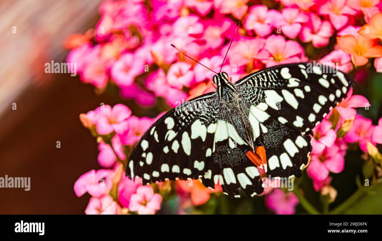 Macro di Papilio demoleus, farfalla Chequered Swallowtail, in una giornata estiva di sole Papilio demoleus ax Foto Stock