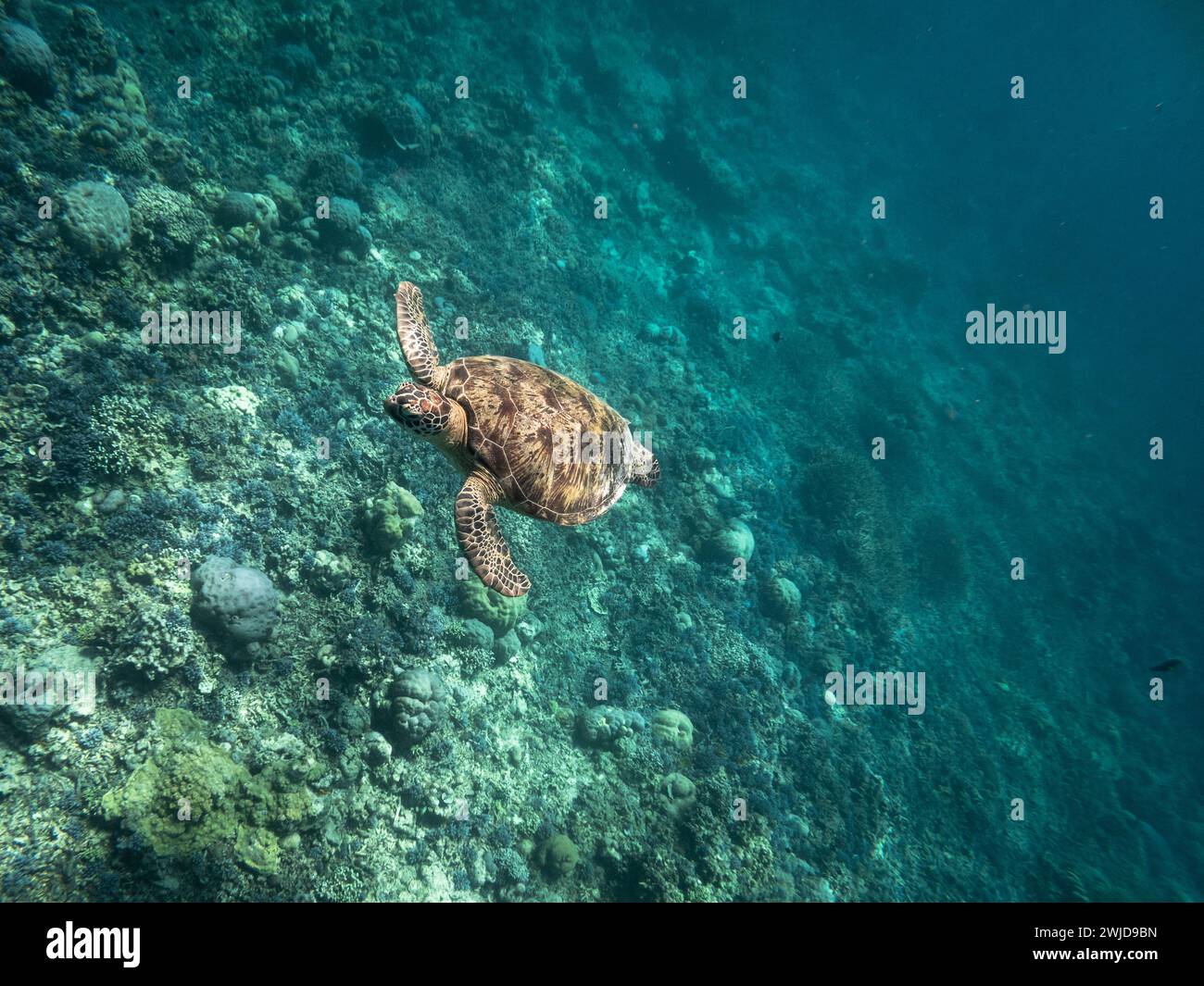 Una tartaruga che scivola attraverso il vibrante corallo sulla lussureggiante superficie del mare Foto Stock