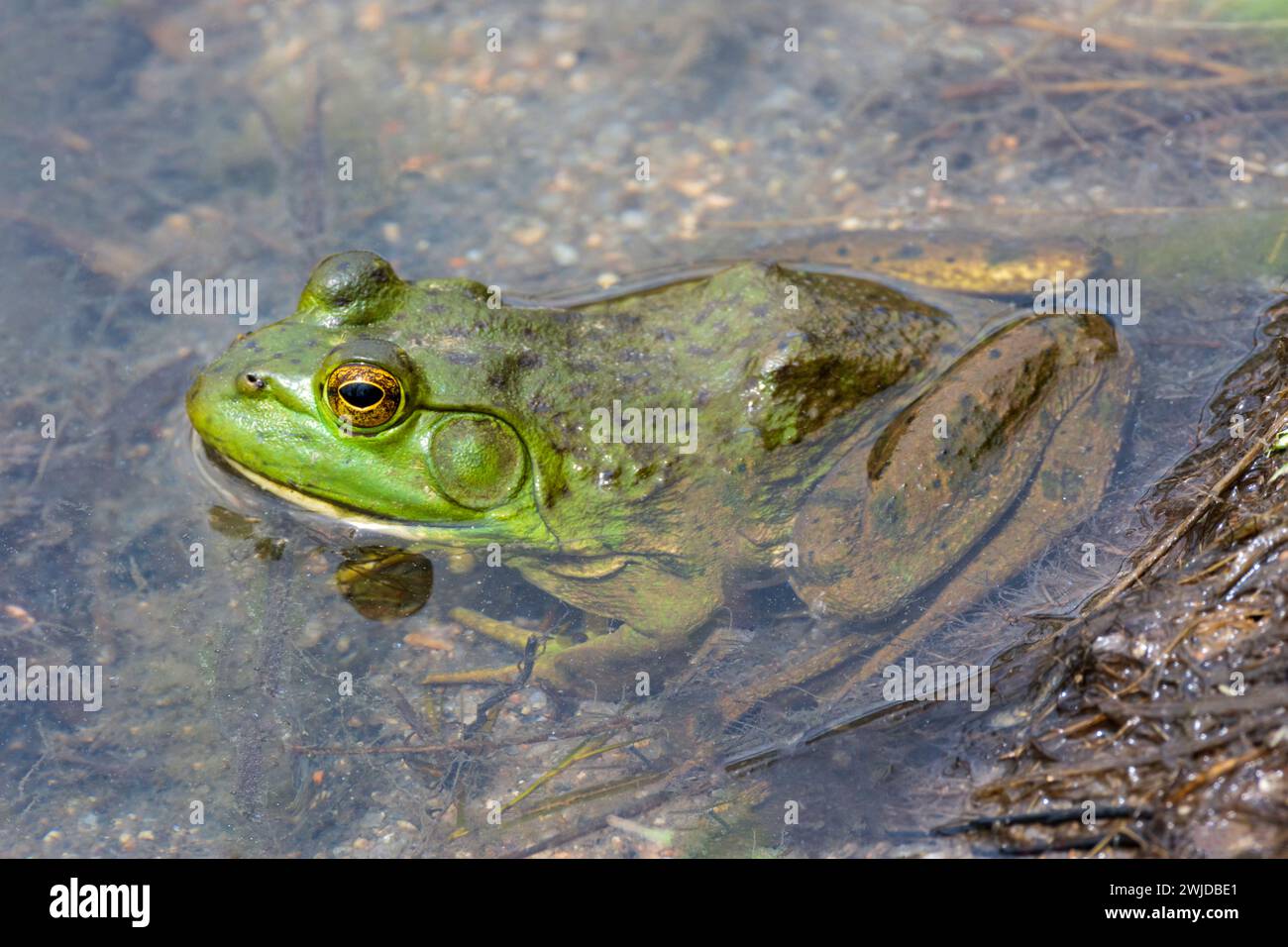 IMMAGINE- 7208005 Bullfrog maschio americano (Lithobates catesbeianus) che riposa lungo la riva di East Plum Creek, Douglas County, Castle Rock Colorado USA. Phot Foto Stock