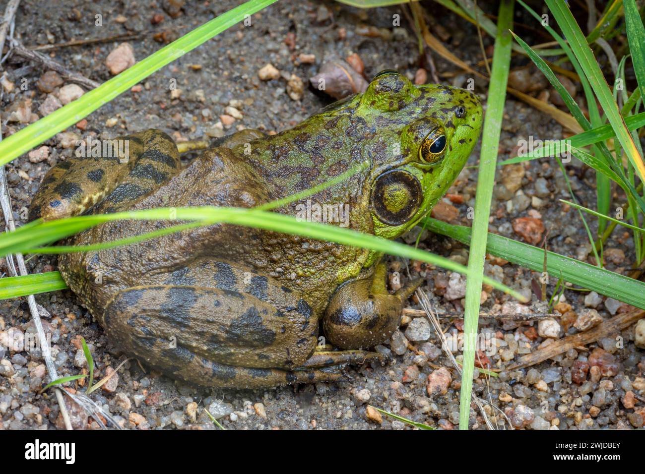 IMMAGINE- 7208780 maschio American Bullfrog (Lithobates catesbeianus), sulla costa erbosa di East Plum Creek, contea di Douglas, Castle Rock Colorado USA. Foto Stock