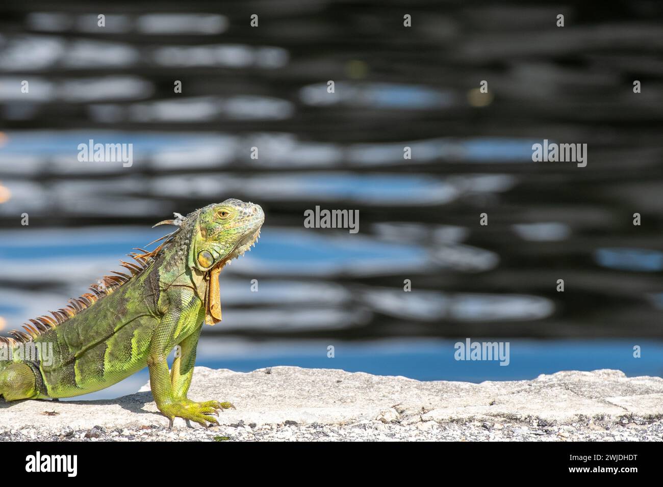 Iguana verde accanto all'acqua presso un molo della Florida meridionale. Foto Stock