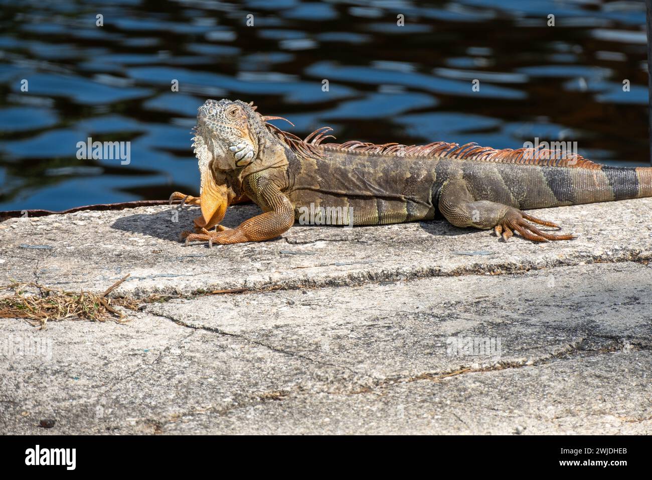 Grande iguana rossa che prende il sole in un molo della Florida meridionale, Foto Stock