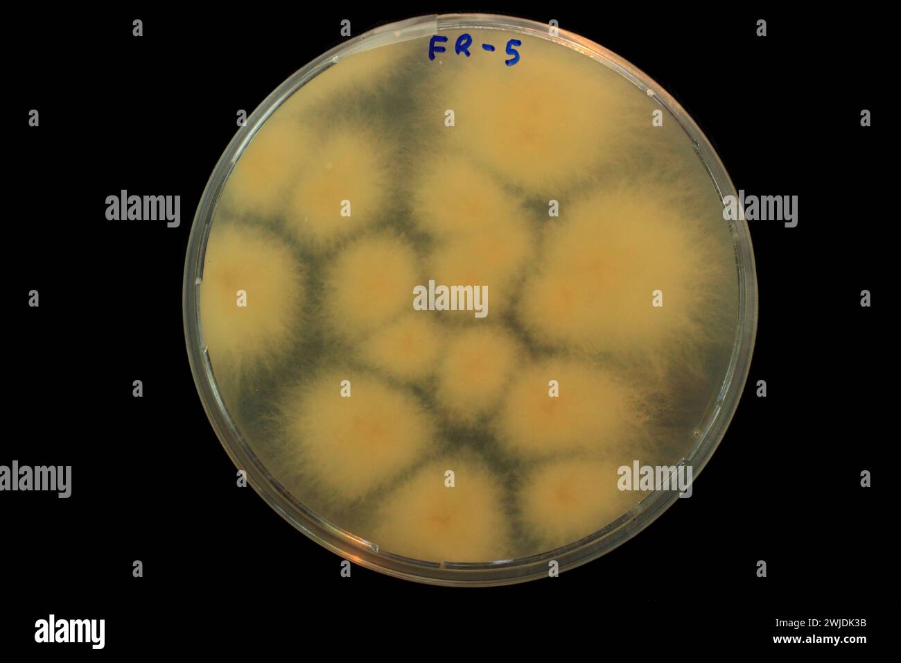 Colonie di Fusarium oxysporum micidiale sp. Fungo della razza tropicale 4 di cubense che cresce in piatto di Petri Foto Stock