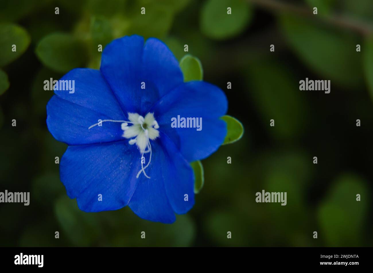 Foto macro di fiori di occhi blu - Nemophila Foto Stock