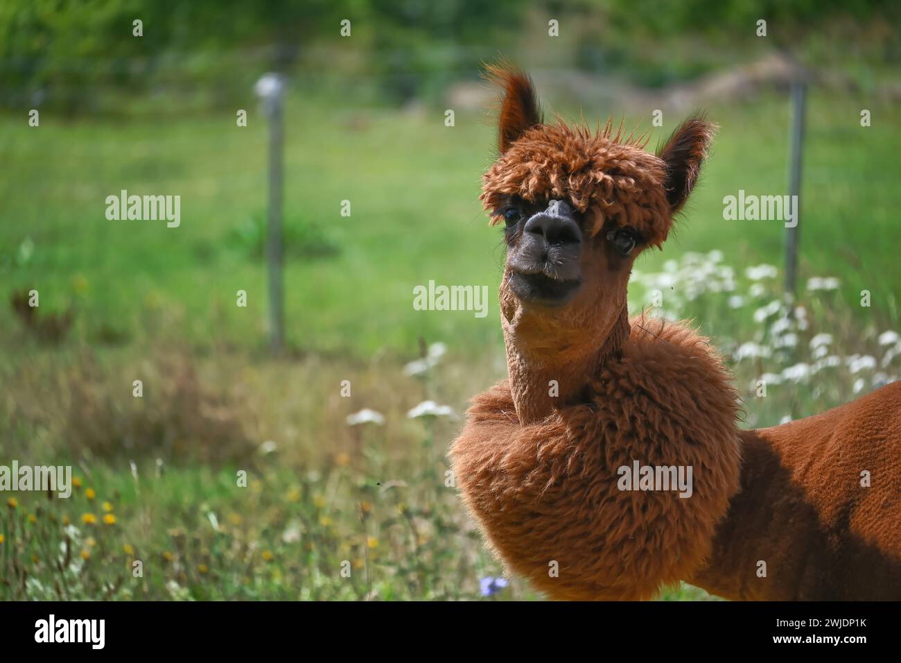 Alpaca si trova direttamente di fronte alla fotocamera con un'espressione curiosa sul volto, per dare alla scena un tocco giocoso Foto Stock