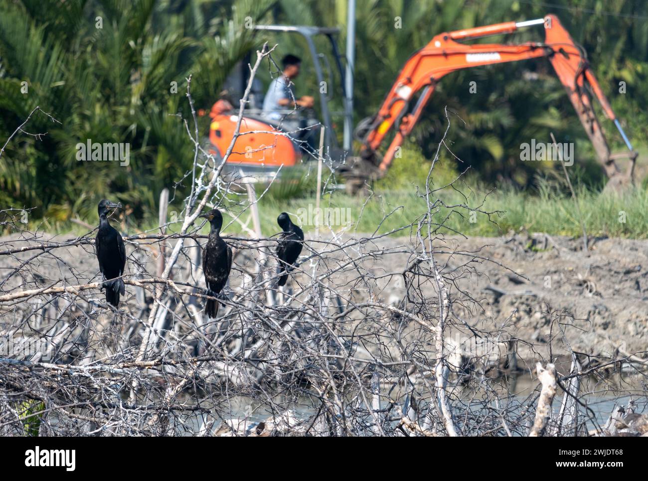 Un branco di cormorani si trova in una palude ai margini di una zona industriale Foto Stock