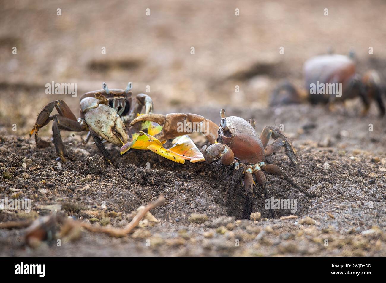 Due granchi di terra, Cardisoma carnifex, combattono per il possesso di una foglia caduta. Isola di Tahaa'a, Isole della società, Polinesia francese Foto Stock