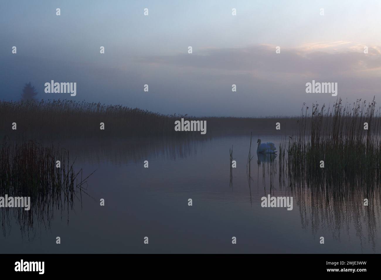 Un cigno sul lago Foto Stock