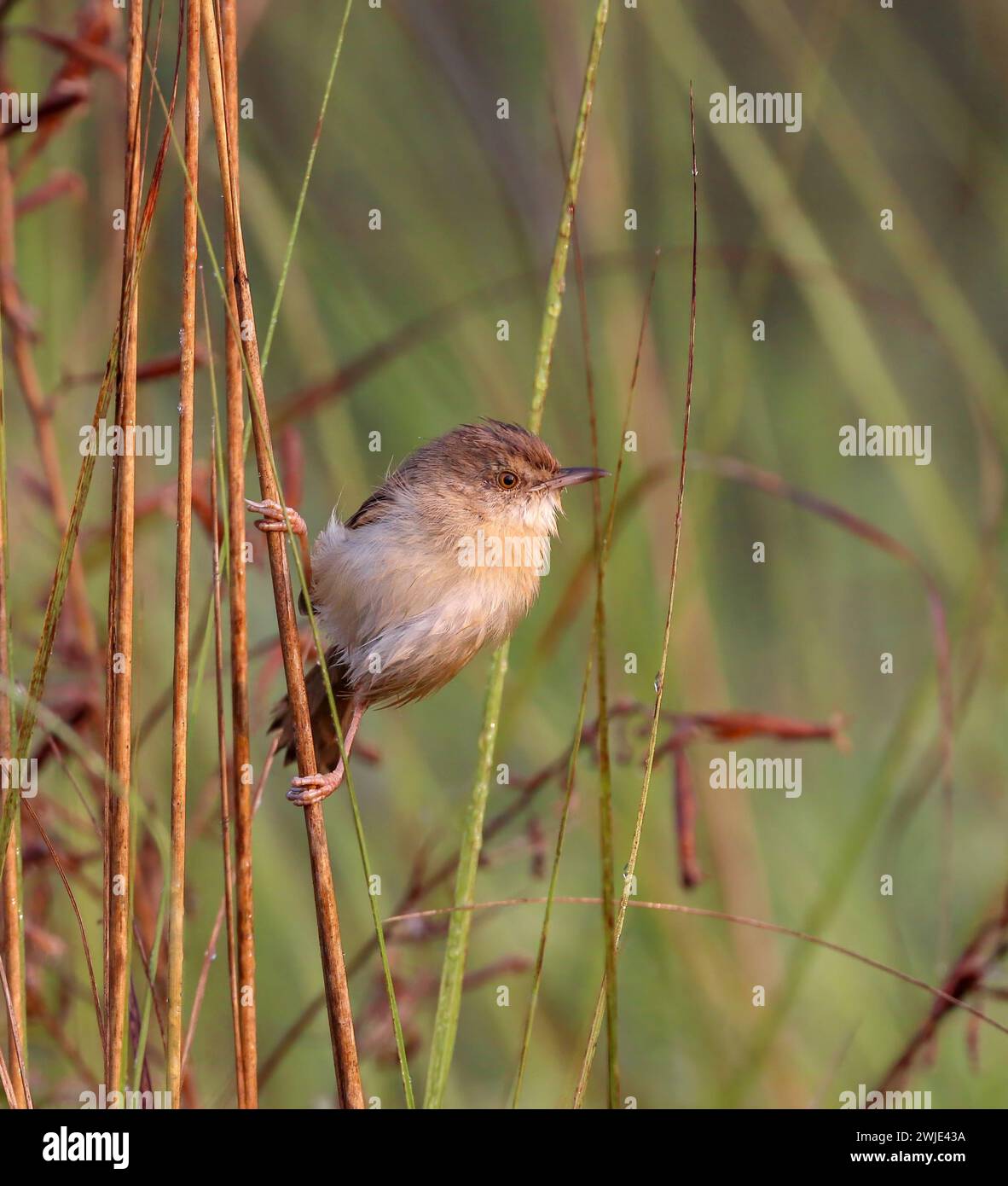 prinia pianura, anche conosciuto come il wren-warbler pianura o wren-warbler bianco-browed, è un piccolo wren-warbler cisticolid trovato in Asia sudorientale. Foto Stock