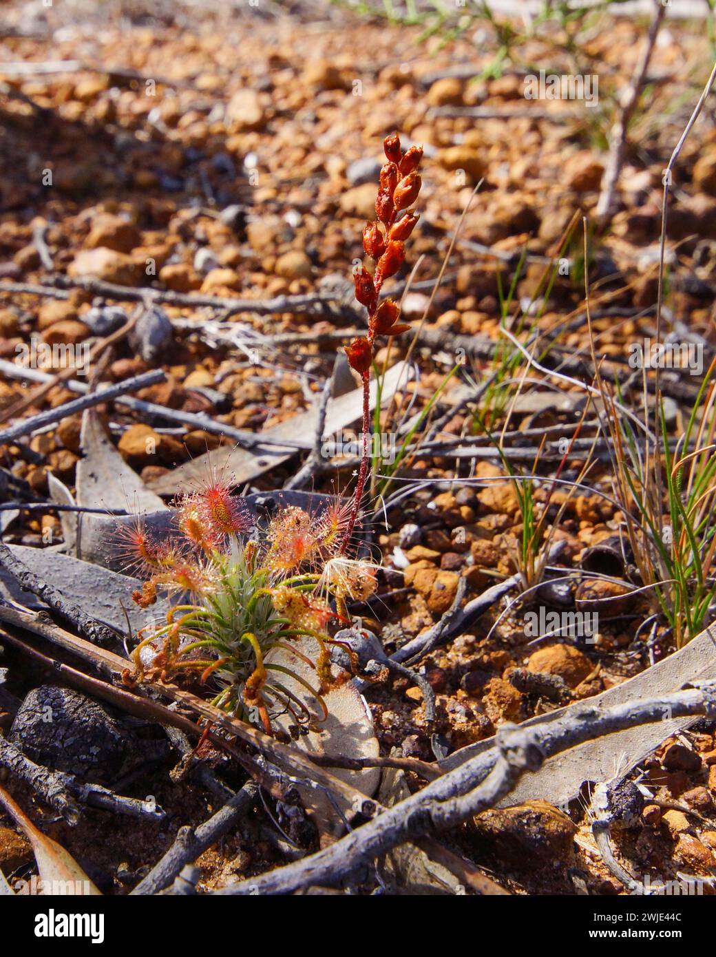Rugiada pigmeo carnivora (Drosera scorpioides) con foglie appiccicose e gambi di fiori, nell'habitat naturale dell'Australia Occidentale Foto Stock