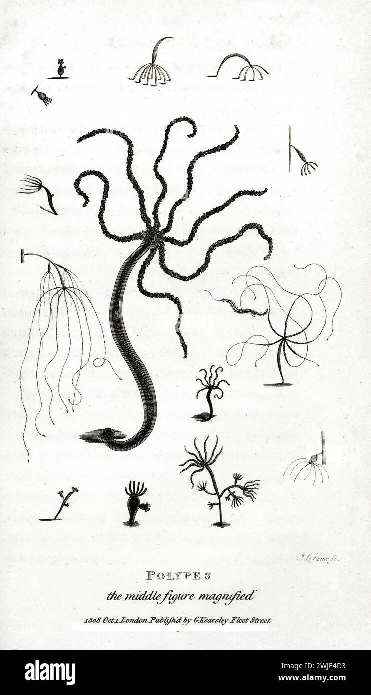 Incisione dettagliata del 1809 di polipi marini (Hydrozoa sp.), organismi coloniali simili a tentacoli mostrati in posizione verticale e ramificati, isolati su sfondo bianco. Foto Stock