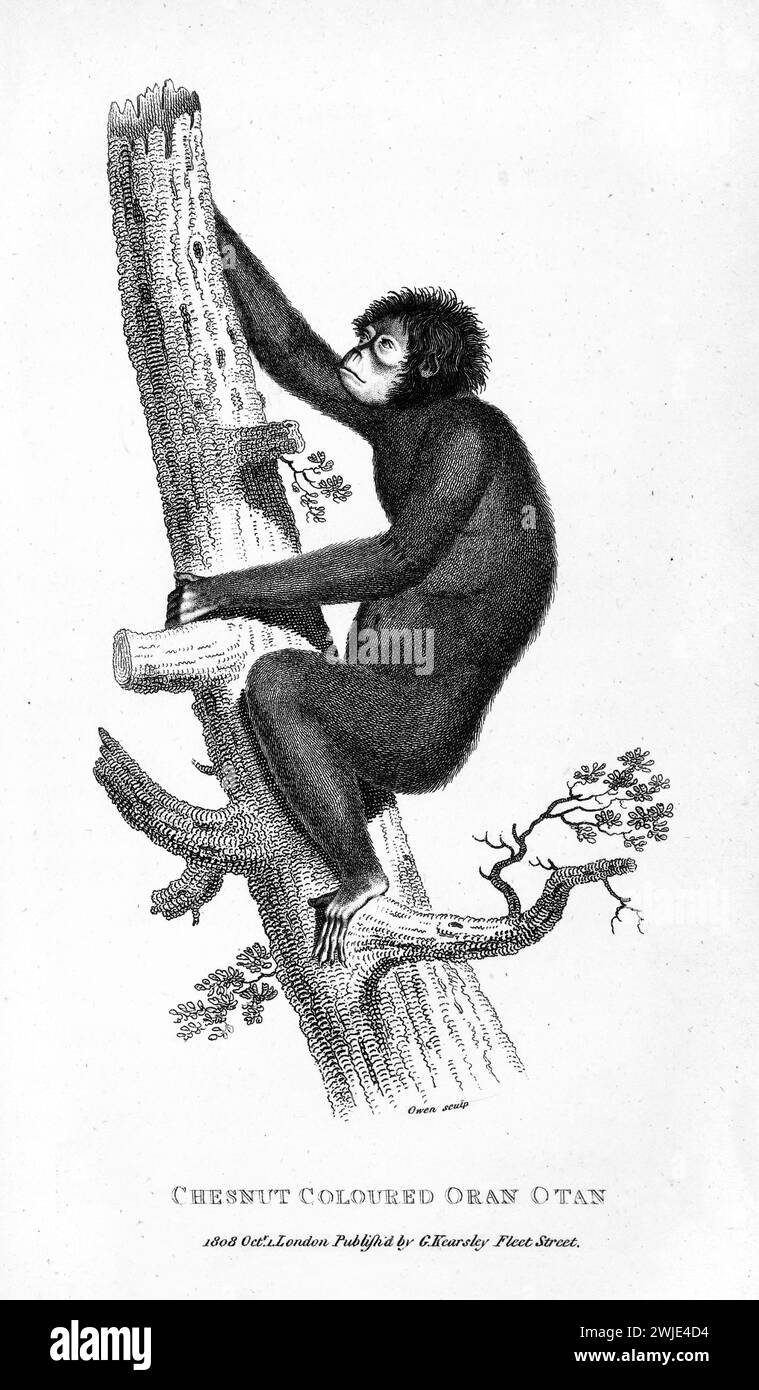1809 incisione di Orangutan (Pongo pygmaeus) raffigurata che sale su un tronco cavo reso in formato verticale con magistrale campitura su backgroun bianco Foto Stock