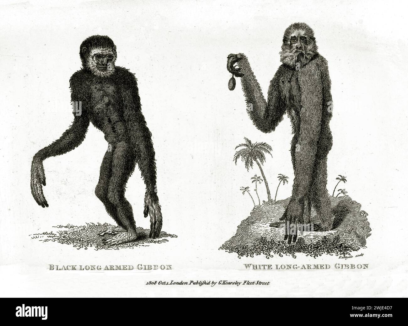 Lastra del 1809 incisa da George Shaw di due gibboni a braccio lungo, raffigurati fianco a fianco in profilo, in una magistrale incisione zoologica del XIX secolo. Foto Stock