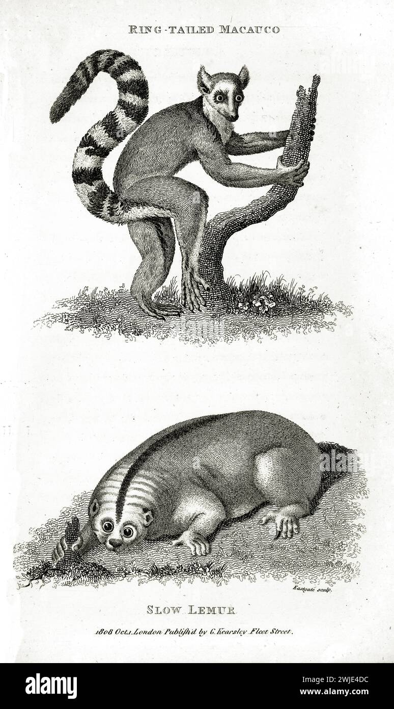 Incisione altamente dettagliata del 1809 di un Macauco dalla coda ad anello (Lemur catta) e un Lemur lento (Nycticebus), isolato su bianco con sottile sfondo botanico. Foto Stock