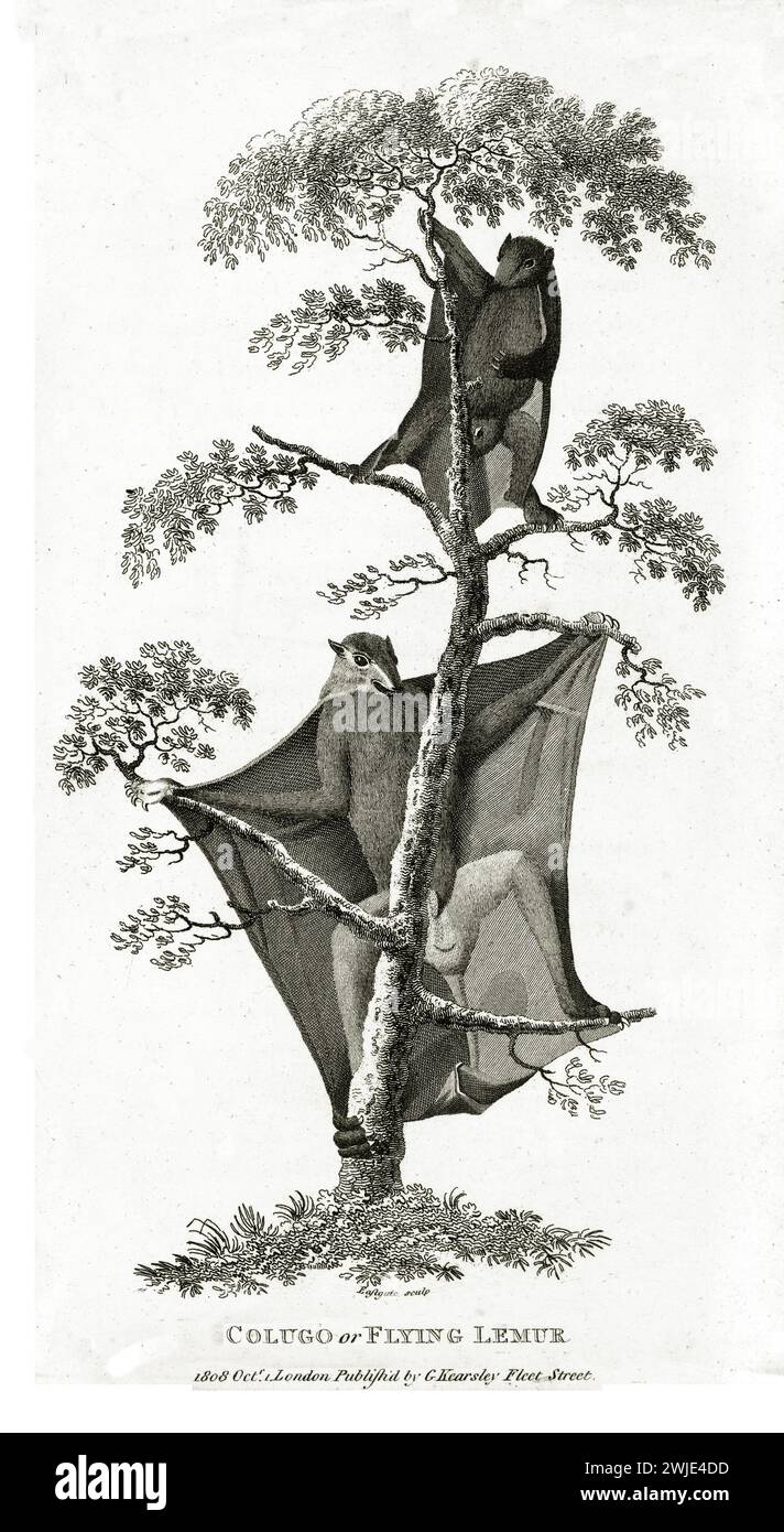 Incisione dettagliata del 1809 di due lemuri volanti della sonda (Galeopterus variegatus) appollaiati sui rami, mostrando la membrana scorrevole e la linea sottile sul bianco. Foto Stock