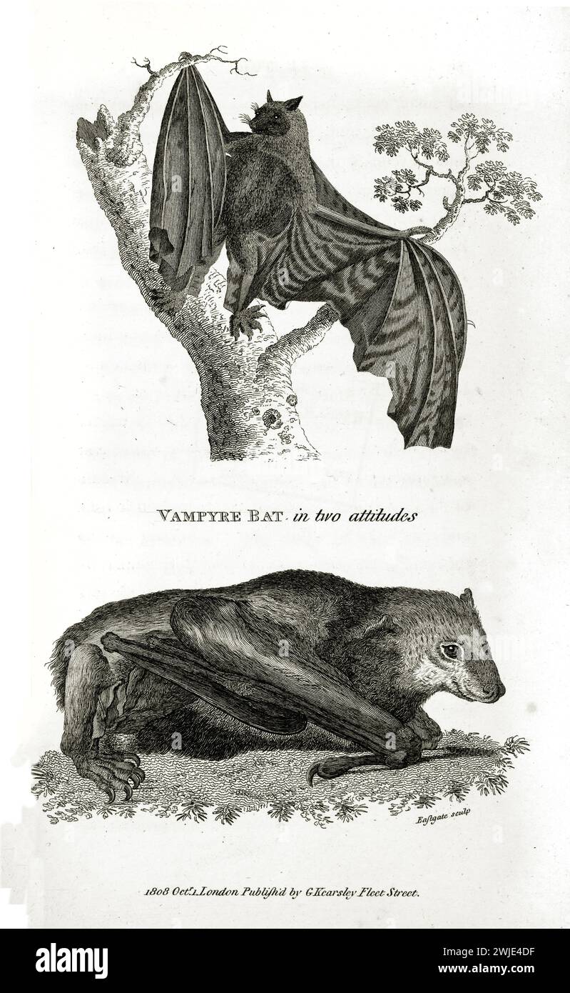 Incisione verticale 1809 del pipistrello vampiro (Desmodus rotundus) in due posture, in preparazione al volo e accovacciato, mostrata con piccoli dettagli sul bianco Foto Stock
